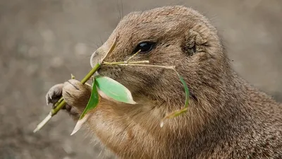 Американский город Майнот атаковали суслики, фото - Новости Zakon.kz от 18.07.2025 06:45