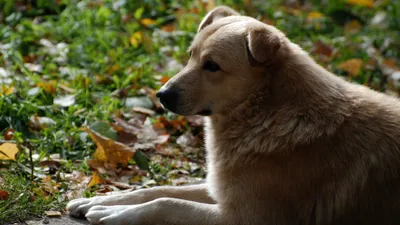 Бродячие животные, бездомные животные, бродячие собаки, бездомные собаки, бродячие псы, бродячая собака, бездомная собака, фото - Новости Zakon.kz от 11.09.2025 12:17