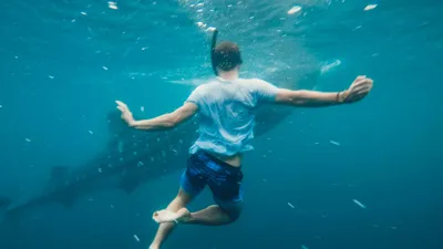 Акула, человек, море, фото - Новости Zakon.kz от 19.07.2025 02:59