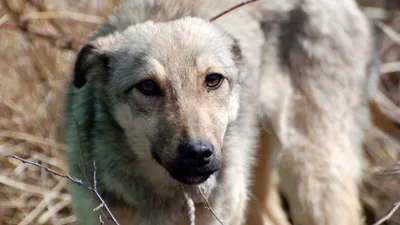 Бродячие животные, бездомные животные, бродячие собаки, бездомные собаки, бродячие псы, бродячая собака, бездомная собака, фото - Новости Zakon.kz от 15.04.2026 17:18