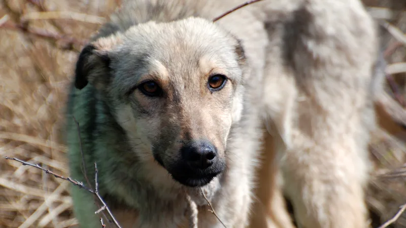 Депутат выступил за усиление ответственности за жестокое обращение с животными