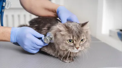 Ветеринар, ветеринары, ветеринарная клиника, ветклиника, фото - Новости Zakon.kz от 13.02.2026 13:22