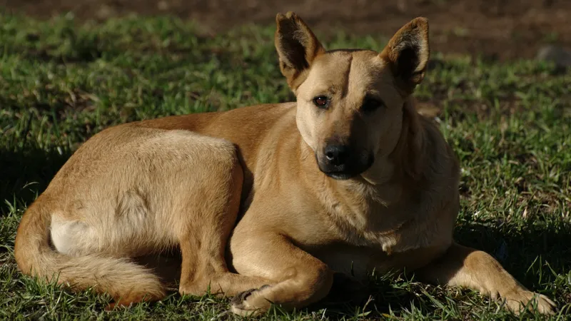 Шымкентте жануарлармен жүруге тыйым салынған орындар анықталды