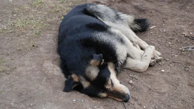 Беременную собаку ранили ножом в Актау: она умерла в клинике через день
