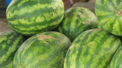 В Казахстане собирают урожай арбузов, фото - Новости Zakon.kz от 20.07.2025 08:11