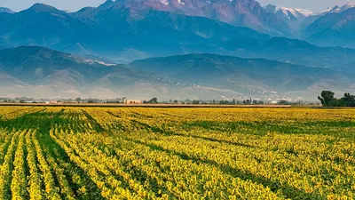 горы, Алматы, подсолнухи, фото, Доценко , фото - Новости Zakon.kz от 20.07.2025 23:06