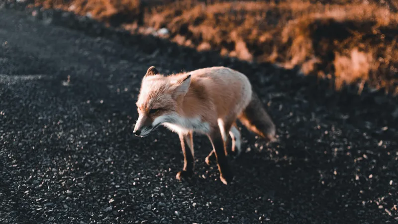 Лису "объявили в розыск" за массовые кражи обуви туристов