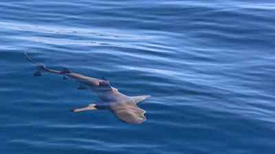 Океан, вода, обитатели, фото - Новости Zakon.kz от 21.07.2025 07:58