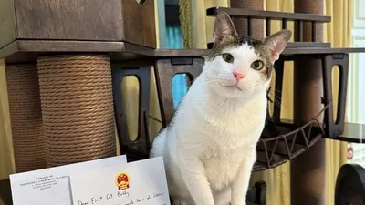 кот президента Индонезии получил личную охрану, фото - Новости Zakon.kz от 21.07.2025 23:01