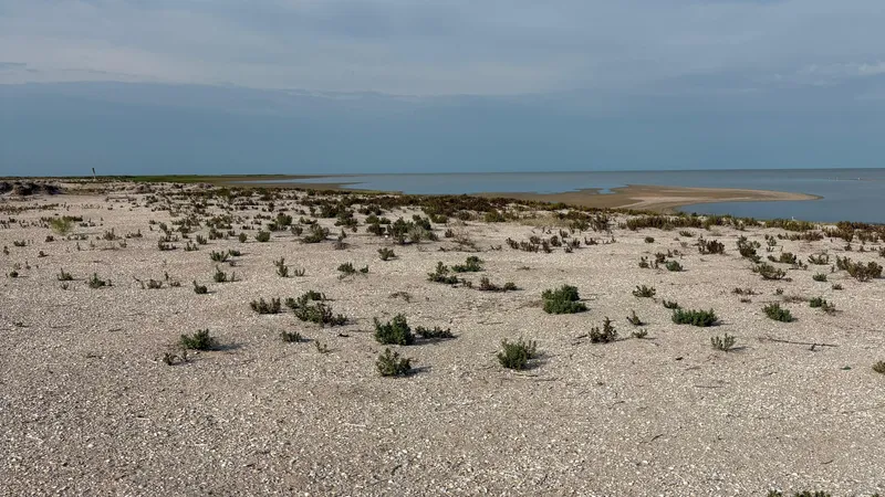 ЧП в природном резервате Атырау: почему погибли черноголовые хохотуны