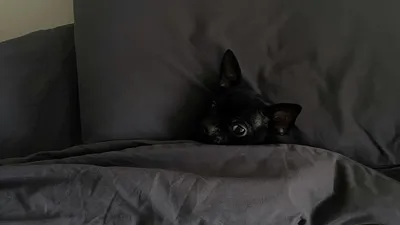 Животное, постель, дом, фото - Новости Zakon.kz от 23.07.2025 02:59