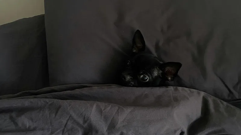 Ученые выяснили, почему все живые существа спят по схожему принципу