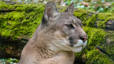 Хищник, пума, горный лев, фото - Новости Zakon.kz от 23.07.2025 08:10