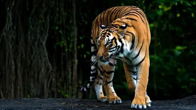 несколько школ закрыли власти Индии из-за тигрицы-людоедки, фото - Новости Zakon.kz от 23.07.2025 21:50