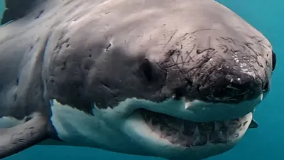 большая белая акула, фото - Новости Zakon.kz от 23.07.2025 13:04
