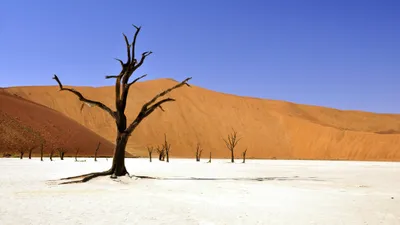 Засуха, жара, пустыня, фото - Новости Zakon.kz от 23.07.2025 07:20