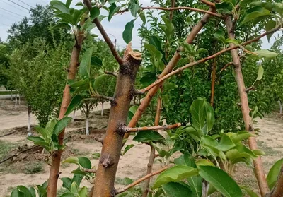 Яблони, общественный сад, Атырау, фото - Новости Zakon.kz от 24.07.2025 12:07