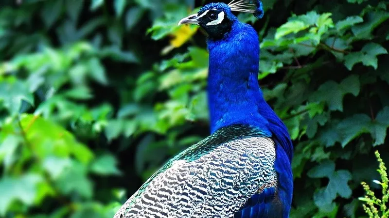 Из отеля в США куда-то исчезли павлины