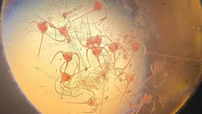 молекула новых водорослей в Каспие, фото - Новости Zakon.kz от 24.07.2025 17:06