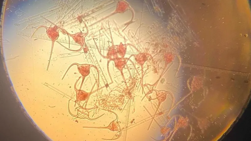 Чужеродный и опасный фитопланктон нашли в Каспии