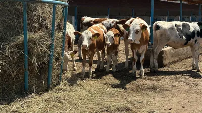 Увеличение надоев, фото - Новости Zakon.kz от 24.07.2025 16:39