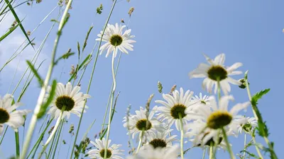 Гороскоп на 24 июля, фото - Новости Zakon.kz от 24.07.2025 08:02