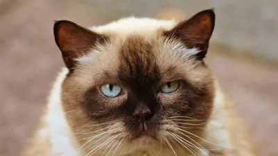 кошки, строптивый характер, фото - Новости Zakon.kz от 25.07.2025 17:54