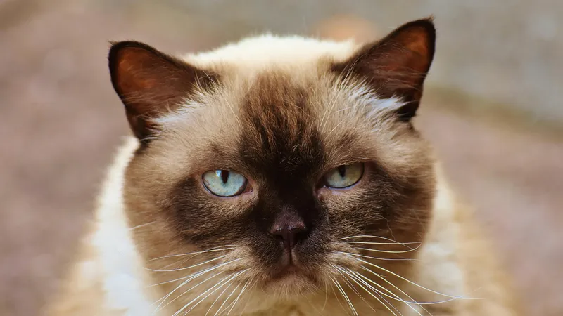 Какие кошки могут разрушить ваш дом