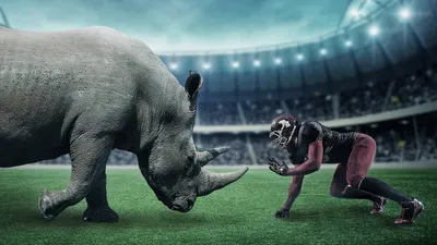 Животное, стадион, человек, фото - Новости Zakon.kz от 25.07.2025 05:59