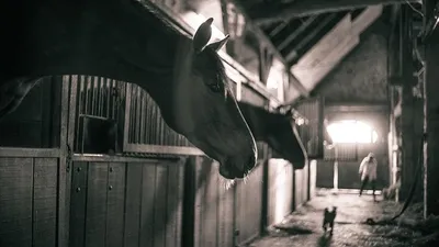 жители Семея пожаловались на соседа, который построил конюшню, фото - Новости Zakon.kz от 25.07.2025 23:19