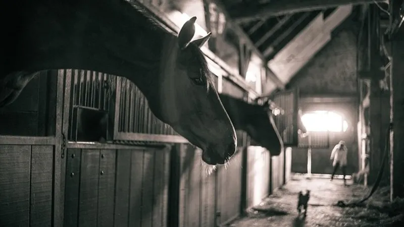 Запах фекалий и множество мух: жители частного сектора в Семее пожаловались на соседа