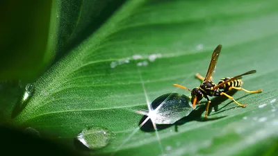 проглотил осу, что делать, врачи, советы, вред здоровью, фото - Новости Zakon.kz от 25.07.2025 12:05