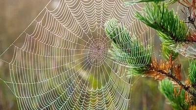 паук заполз в ухо женщине и сплел паутину, фото - Новости Zakon.kz от 25.07.2025 22:26