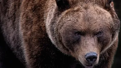 медведь напал на туристку на Аляске, фото - Новости Zakon.kz от 26.07.2025 01:54