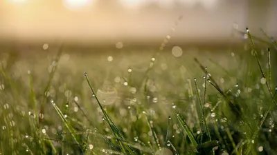 трава, капли, фото - Новости Zakon.kz от 26.07.2025 15:59