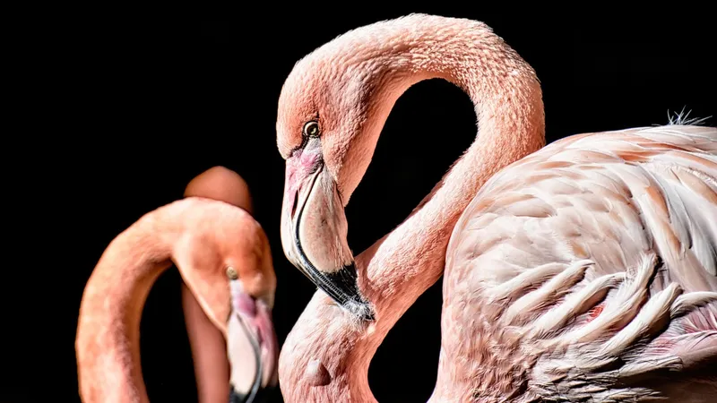 Ученые выявили опасное венерическое заболевание, передающееся от птиц к людям