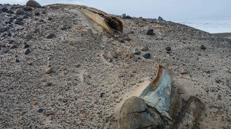 Растаявший ледник в Арктике обнажил гигантское кладбище древних китов