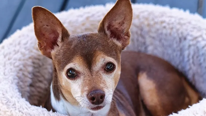 Двулапый чихуахуа спас жизнь своему хозяину в США