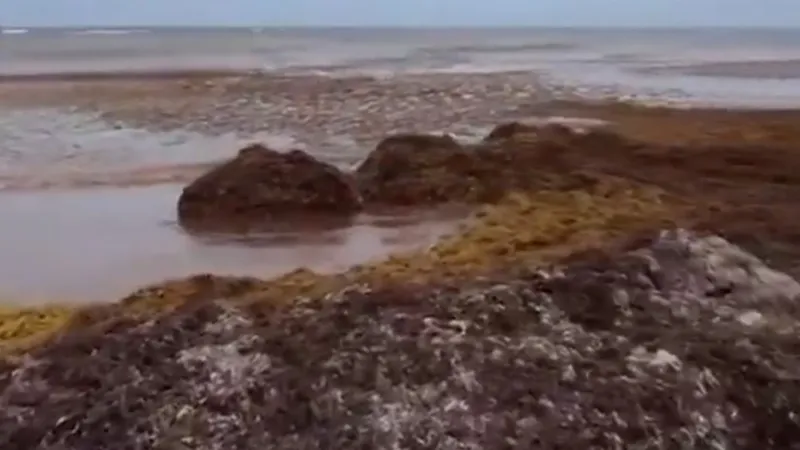 Морские организмы массово гибнут из-за водорослей, заполонивших пляжи Испании