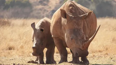 носорог, грязь, долголетие, здоровье, причины, зоопарк Алматы, фото - Новости Zakon.kz от 28.07.2025 15:52
