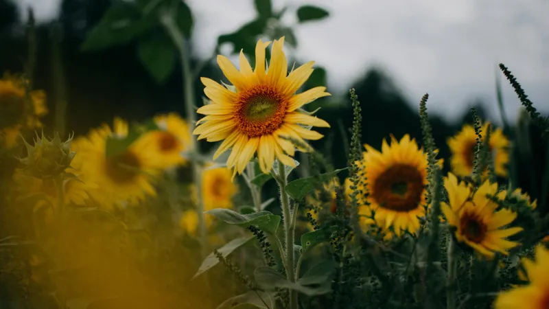 Казахстанец нашел золотое "море"