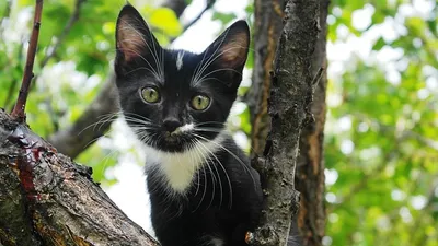 котенок застрял в моторном отсеке автомобиля в Кызылорде, фото - Новости Zakon.kz от 30.07.2025 00:40