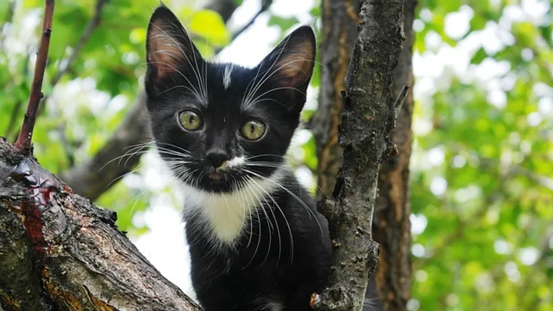 Котенок застрял в моторном отсеке автомобиля в Кызылорде