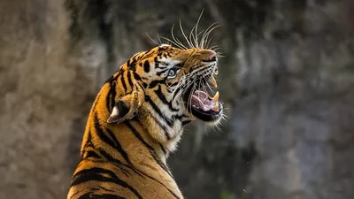 тигрица напала на сотрудника зоопарка в Индии, фото - Новости Zakon.kz от 30.07.2025 01:13