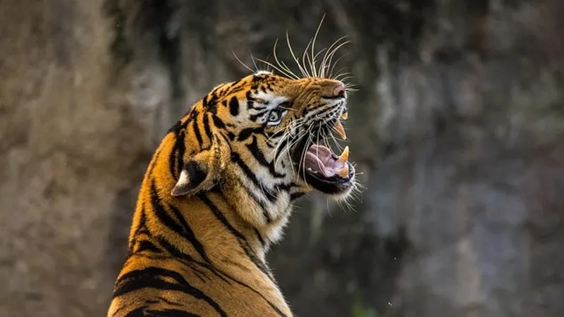 Тигрица атаковала сотрудника зоопарка в Индии