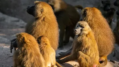 12 обезьян убили в немецком зоопарке, фото - Новости Zakon.kz от 29.07.2025 23:37