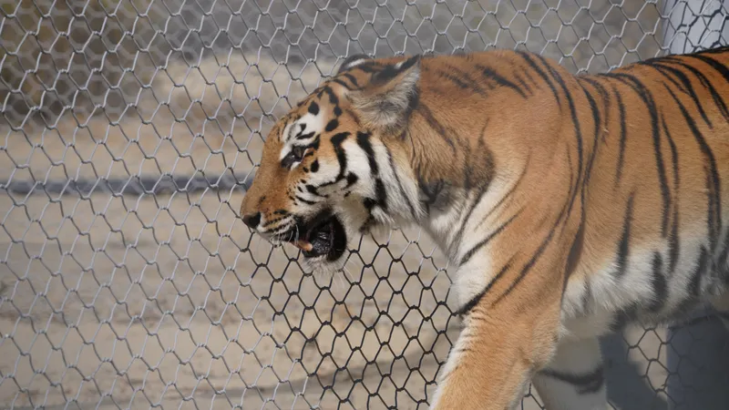 День тигра: как живут полосатые кошки в Казахстане