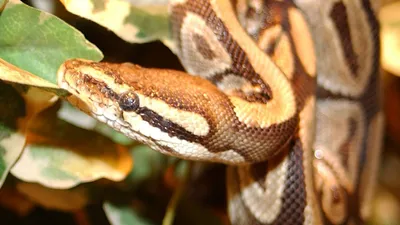 женщина пыталась провести в бюстгальтере редких змей, фото - Новости Zakon.kz от 29.07.2025 19:20