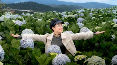 гортензии, предупреждение от Ботсада, фото - Новости Zakon.kz от 30.07.2025 17:54