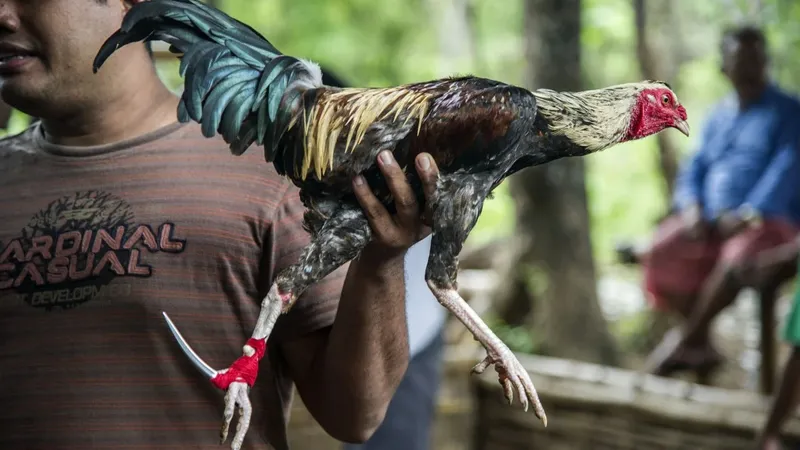 На Бали петух убил зрителя на арене петушиных боев